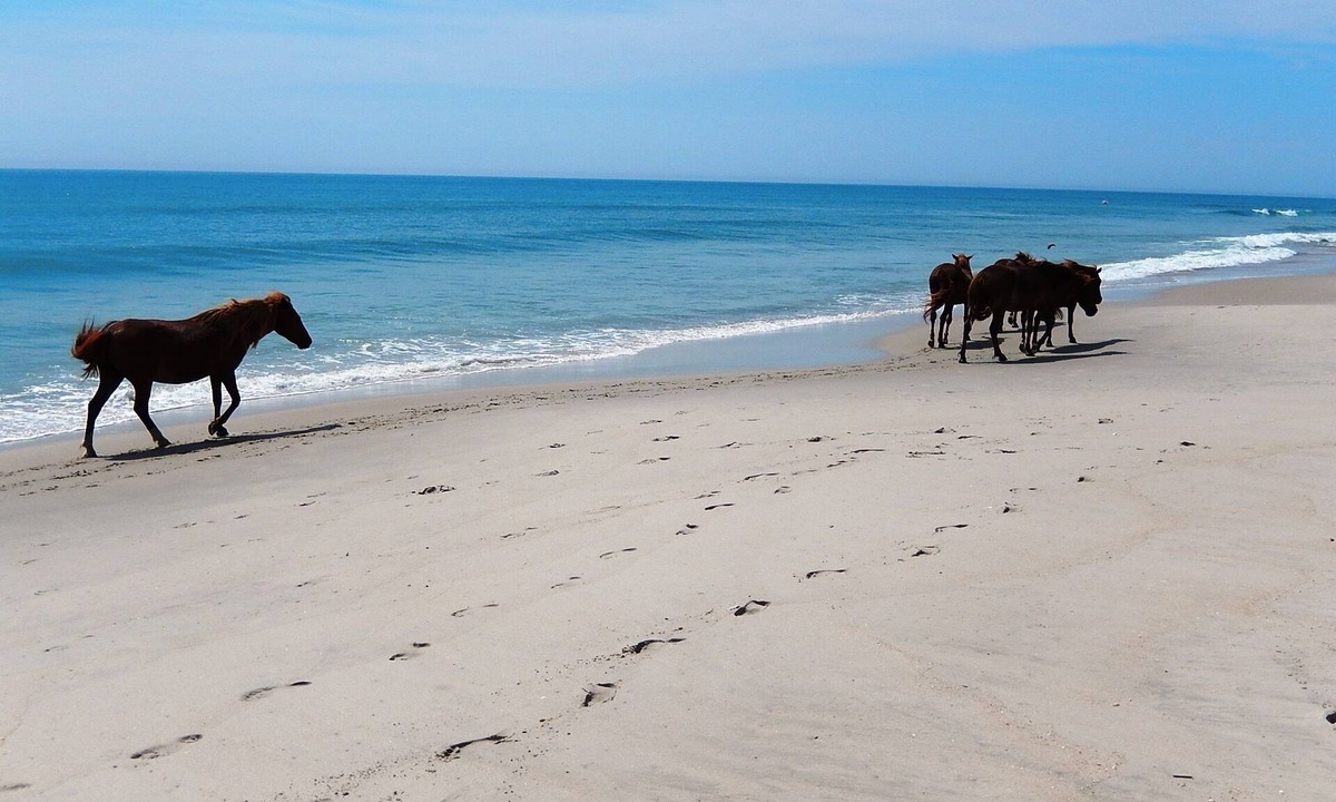 Assateague Pointe House | Home Near Bay Side-Assateague Pointe Lot 193