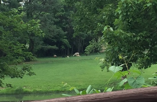 Culpeper House | HB1 at Spring Haven Farm