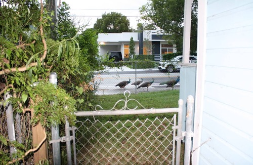 Southwest Coconut Grove House | Historic Key West Style Home In South Coconut Grove Blue House