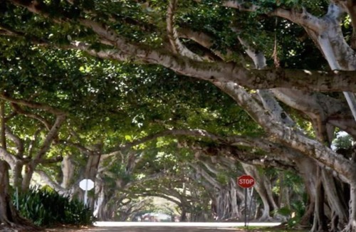 Coral Way Cottage | New Listing! 5min walk to Coral Gables! Zen Loft! Explore, Relax, & Indulge.