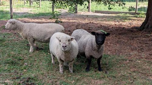 Putnam Hall House | Soulful Glamping Experience with Highland Cows, Private Wagon & Nature in Melrose, Florida