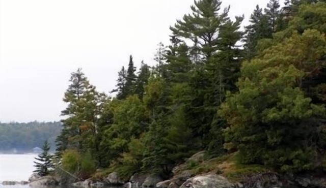Dragonfly Woods-Bright airy efficiency apartment nestled in the woods. VR1R25117