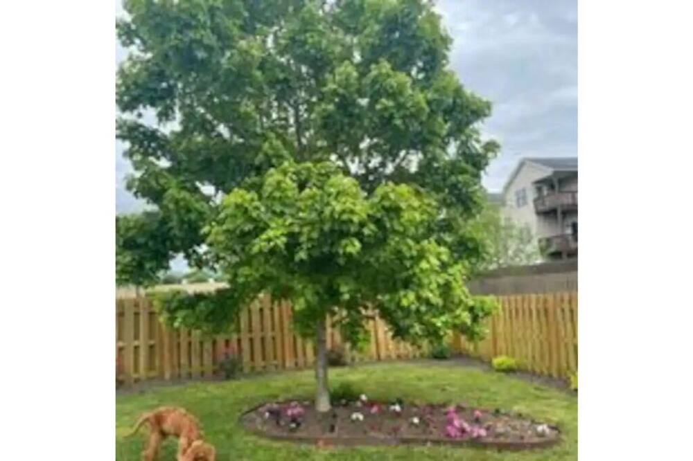 Photo of Outdoor in Woodstock