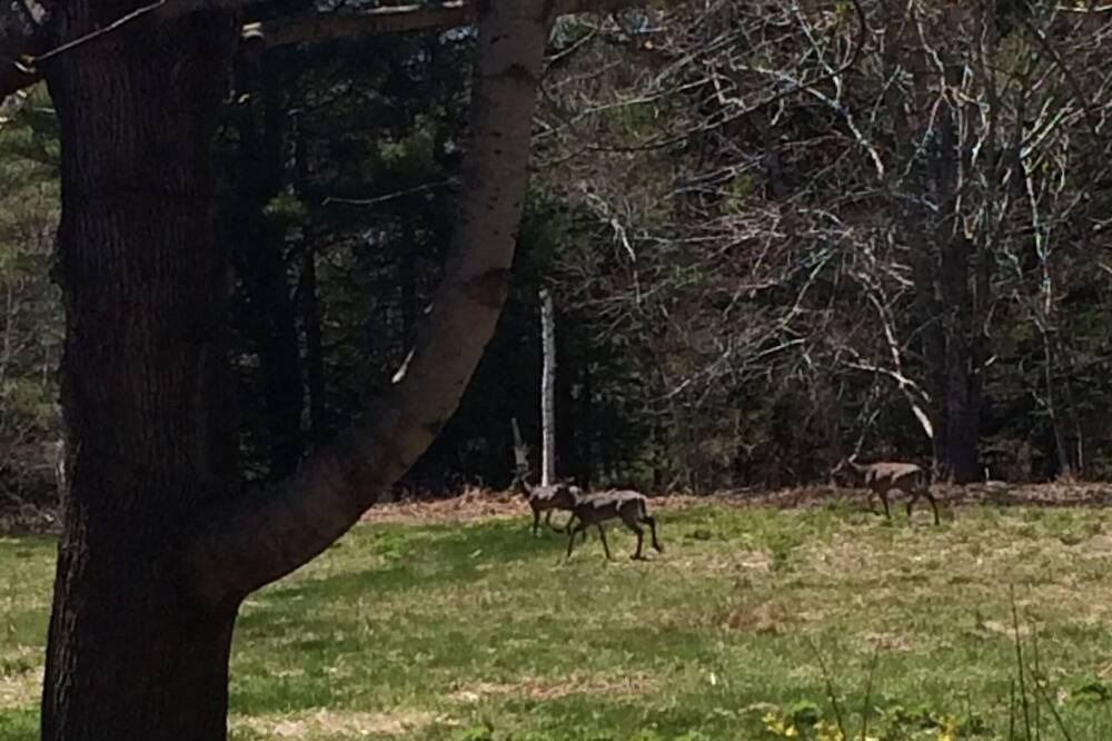 Photo of Others in Bar Harbor