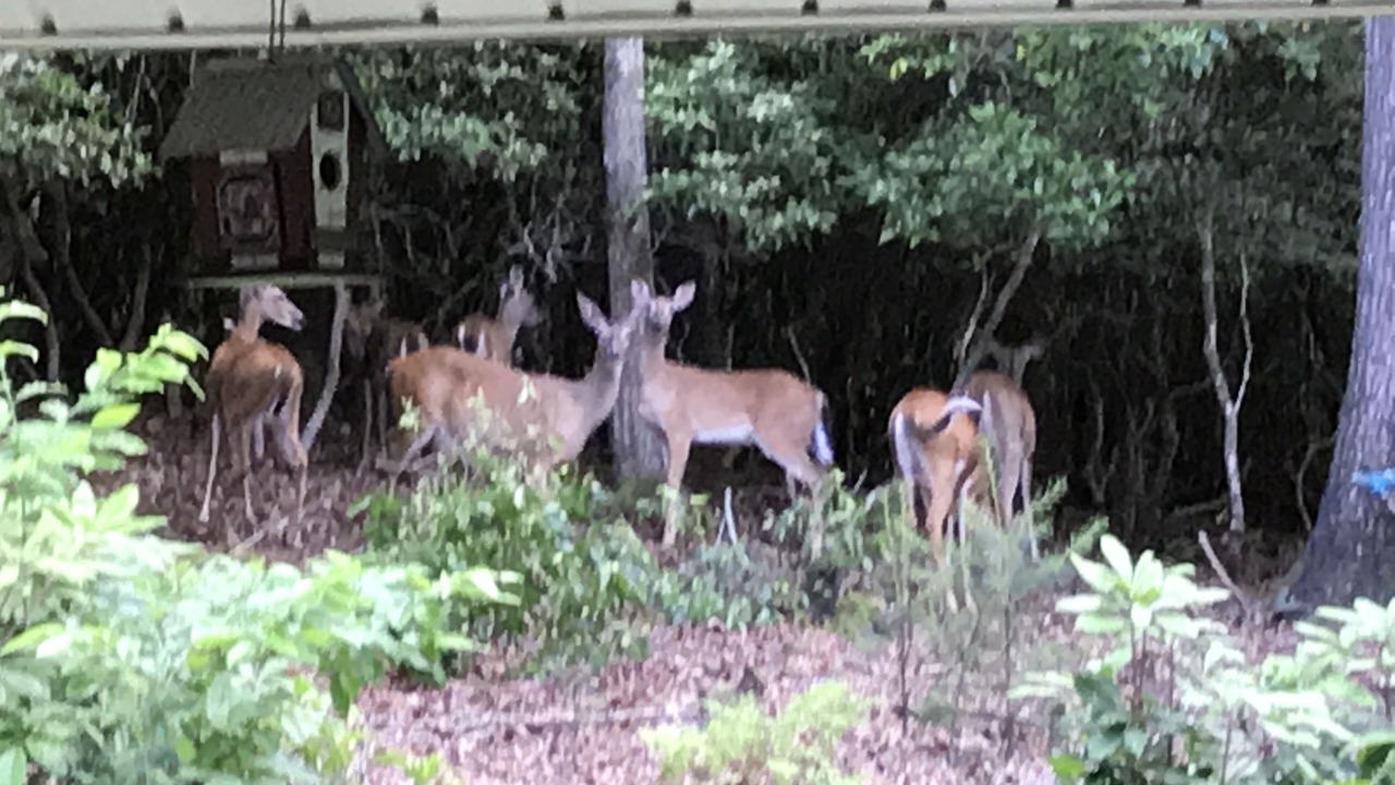 Photo of Others in Pisgah Forest