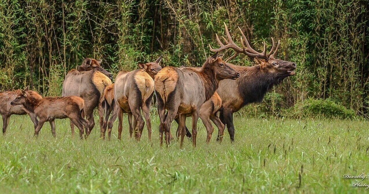 Photo of Others in Jasper